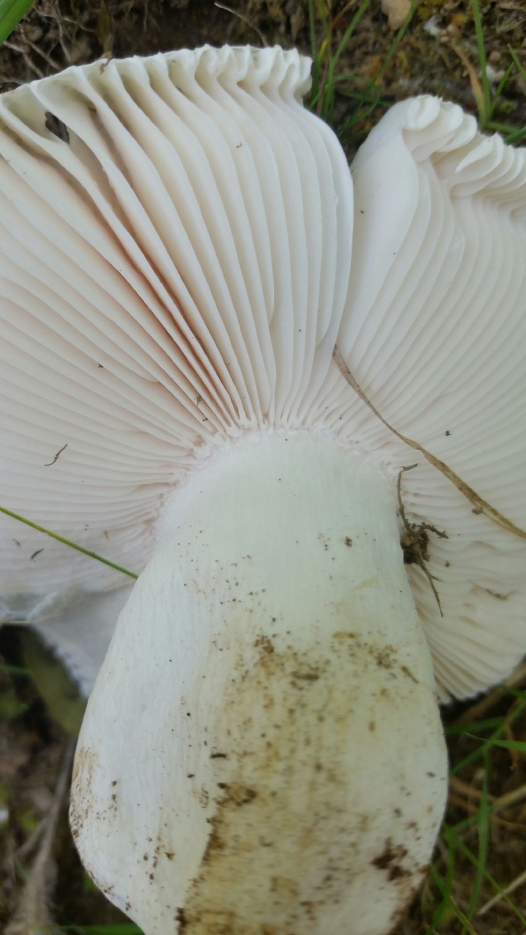 Russia virescens?